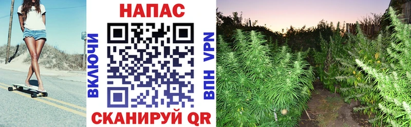 Каннабис Bruce Banner  дарнет шоп  мориарти какой сайт  Буй 